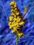 Missouri Goldenrod