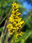 Missouri Goldenrod