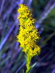 Missouri Goldenrod