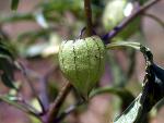 Virginia Groundcherry