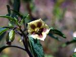 Virginia Groundcherry