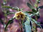 Virginia Groundcherry