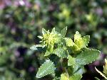 Curlycup Gumweed
