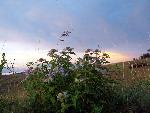 Wild Bergamot at Sunrise