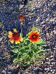 Blanket Flower