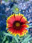 Blanket Flower