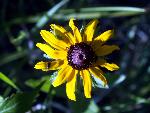 Blackeyed Susan