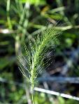 Hairy Wildrye