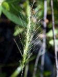 Hairy Wildrye