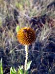 Purple Coneflower