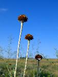 Purple Coneflower Seedhead