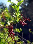 Chokecherry