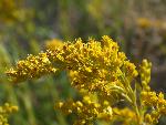Giant Goldenrod