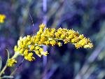 Giant Goldenrod