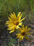 Jerusalem Artichoke
