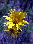 Jerusalem Artichoke