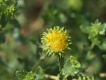 Curlycup Gumweed