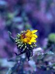 Curlycup Gumweed
