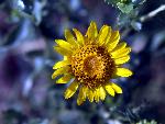 Curlycup Gumweed