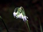 Nodding Onion