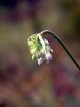 Nodding Onion