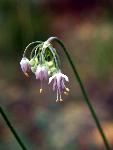 Nodding Onion