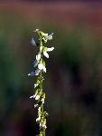 White Sweetclover