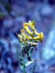 Golden Corydalis
