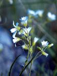 Prairie Chickweed