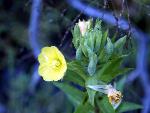 Common Evening Primrose