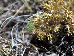 False Buffalograss
