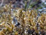 False Buffalograss