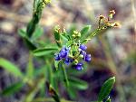 American Vetch