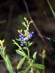 American Vetch