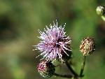 Canada Thistle