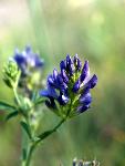 Breadroot Scurfpea