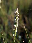 White Milkwort