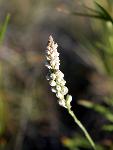 White Milkwort