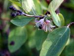 Spreading Dogbane