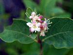 Spreading Dogbane