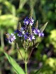 Blue Vervain