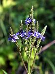 Blue Vervain