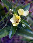 Common Evening Primrose