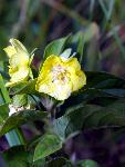 Common Evening Primrose