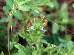 Prostrate Vervain