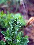 Prostrate Vervain