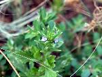 Prostrate Vervain