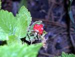 Red Raspberry Fruit