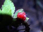 Red Raspberry Fruit