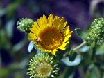 Curlycup Gumweed